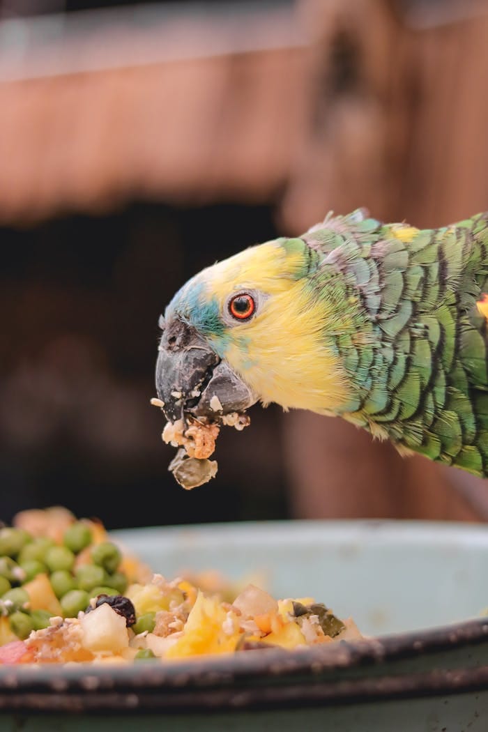 Close-up of a colorful parrot enjoying a meal in Buin, Chile.